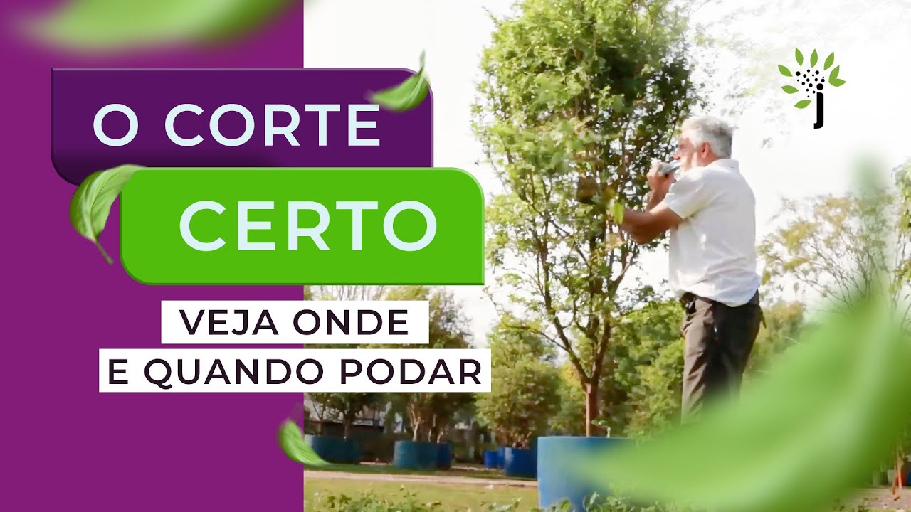 Como podar uma Jabuticabeira!