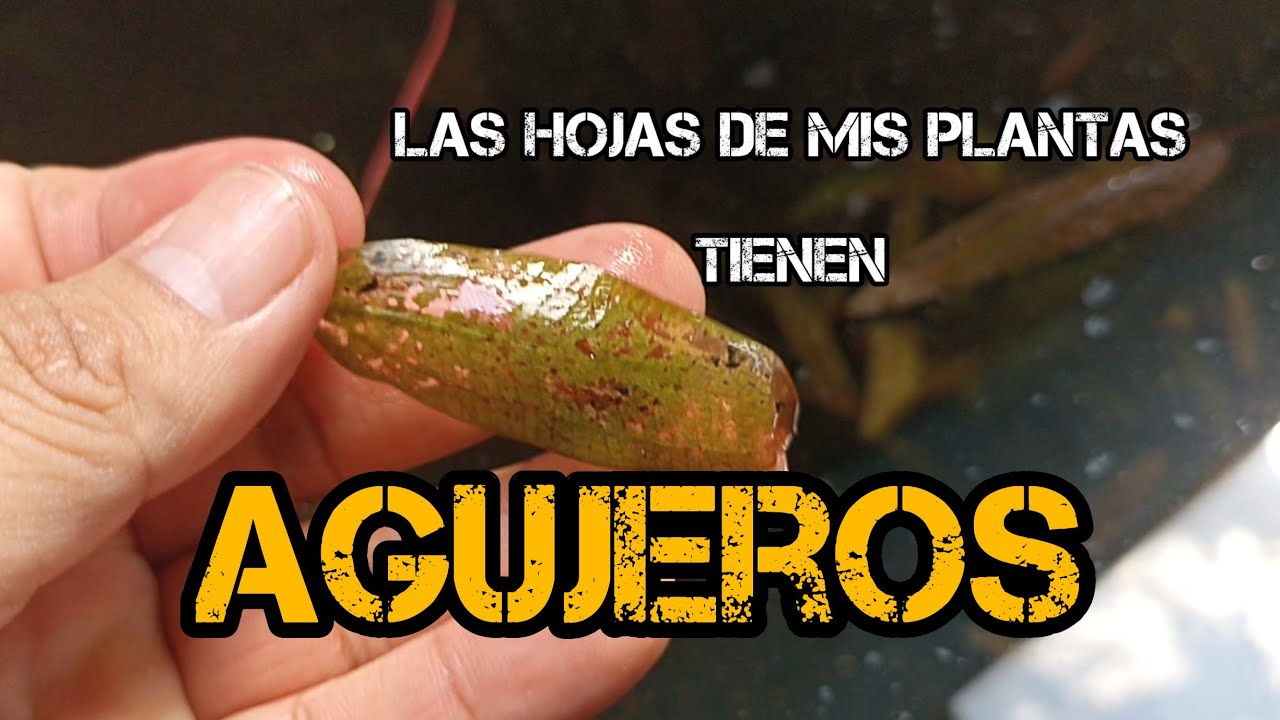 tus plantas tienen hojas con agujeros?