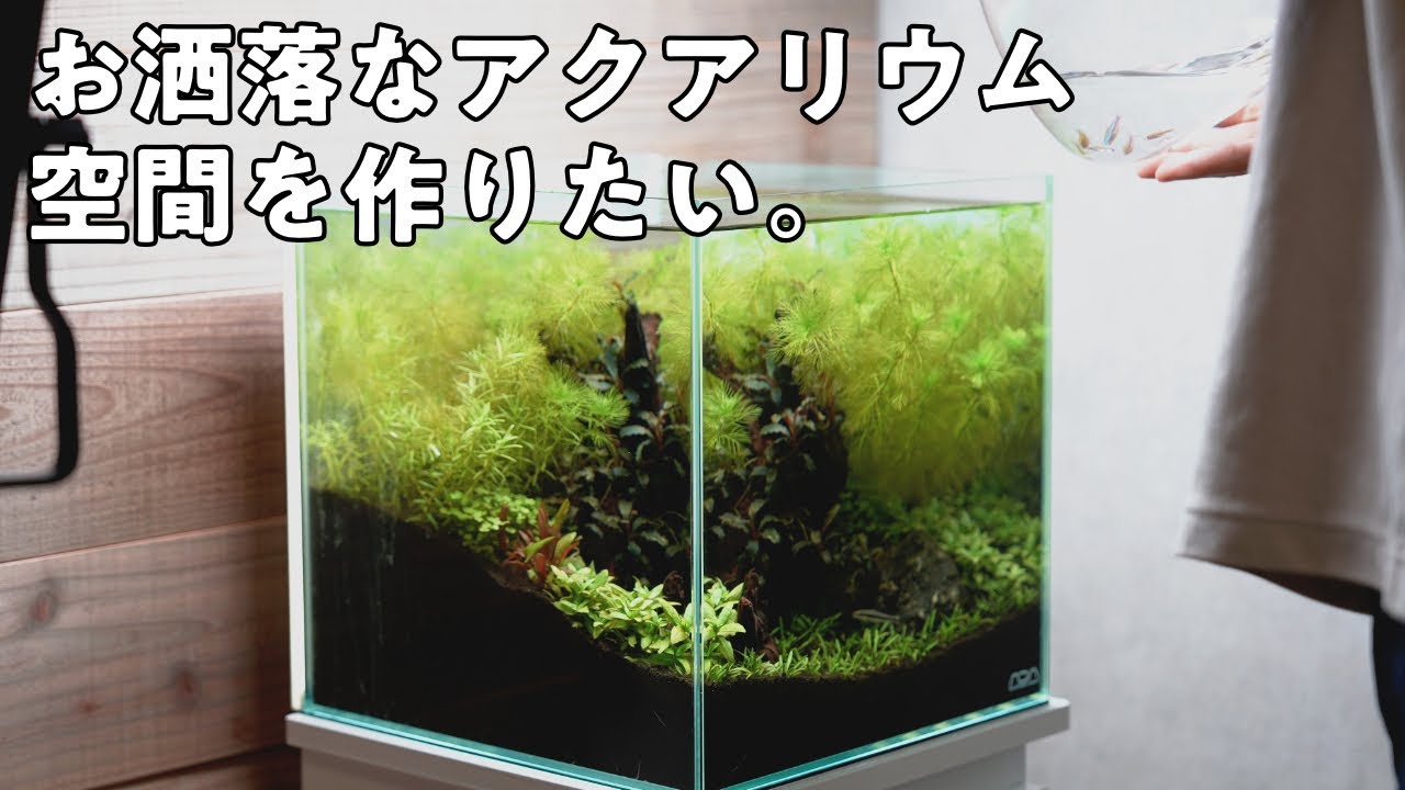 お洒落なアクアリウム部屋作り① #19【アクアリウム】