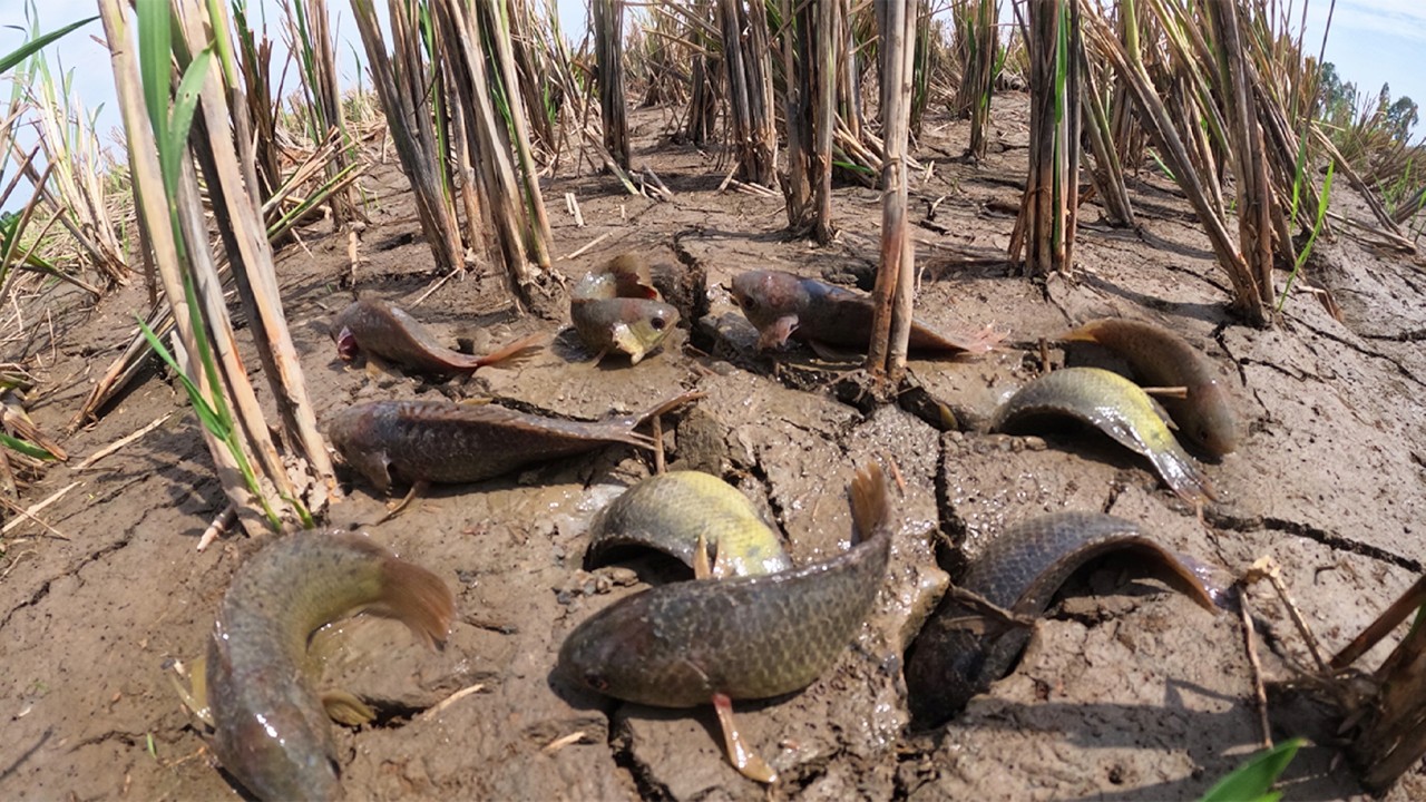 OMG - Amazing fisherman catch a lot of fish & pick eggs by skills hand in rice field at dry season