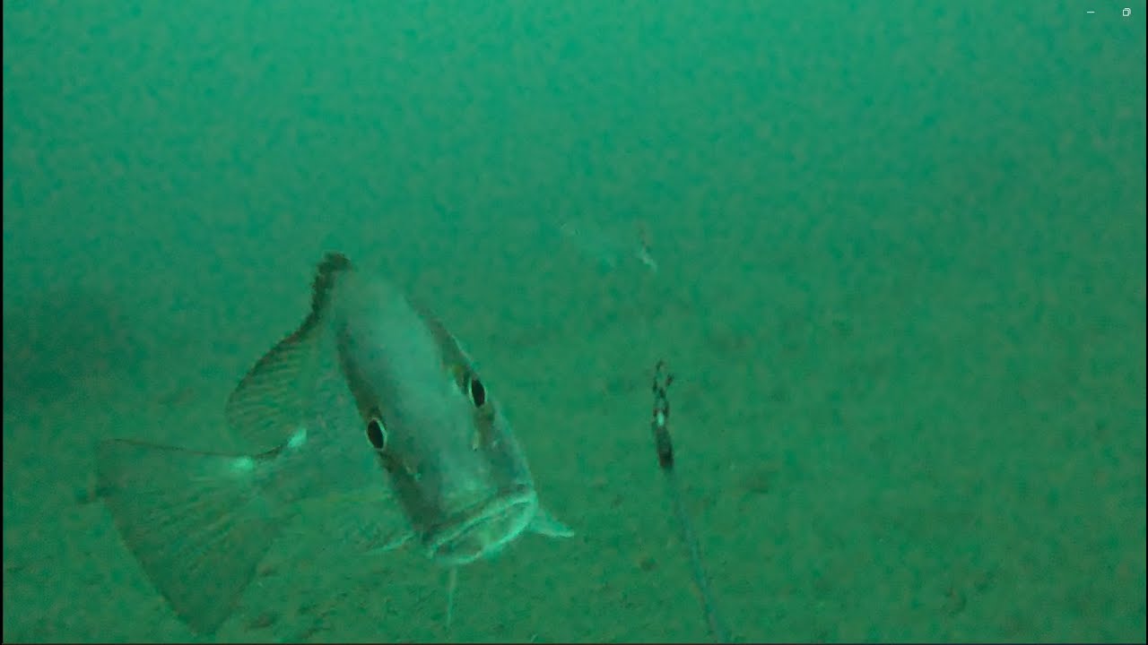 What is it like Underwater at a Malaysia FAD Unjam? 马来西亚引鱼装置的水底镜像是什么样的?