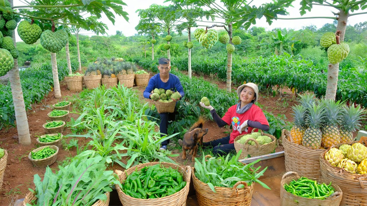 Relax With Harvesting: Dandelion Greens, Green Bird’s Eye Chili, Custard Apple, Pineapple...