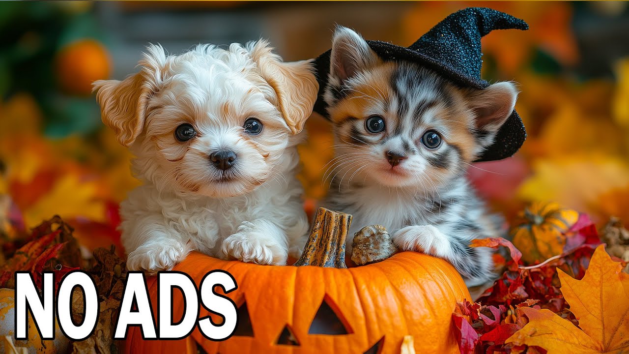 12 Часов ТВ для Собак 🐶 Кошки и Собаки Сон Терапия и Успокаивающее Звуковое Исцеление 💖