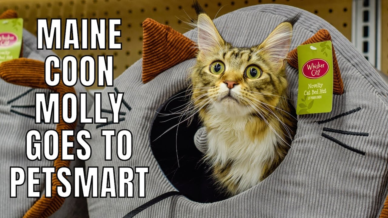 Maine Coon Molly Goes to PetSmart (10 Months Old)