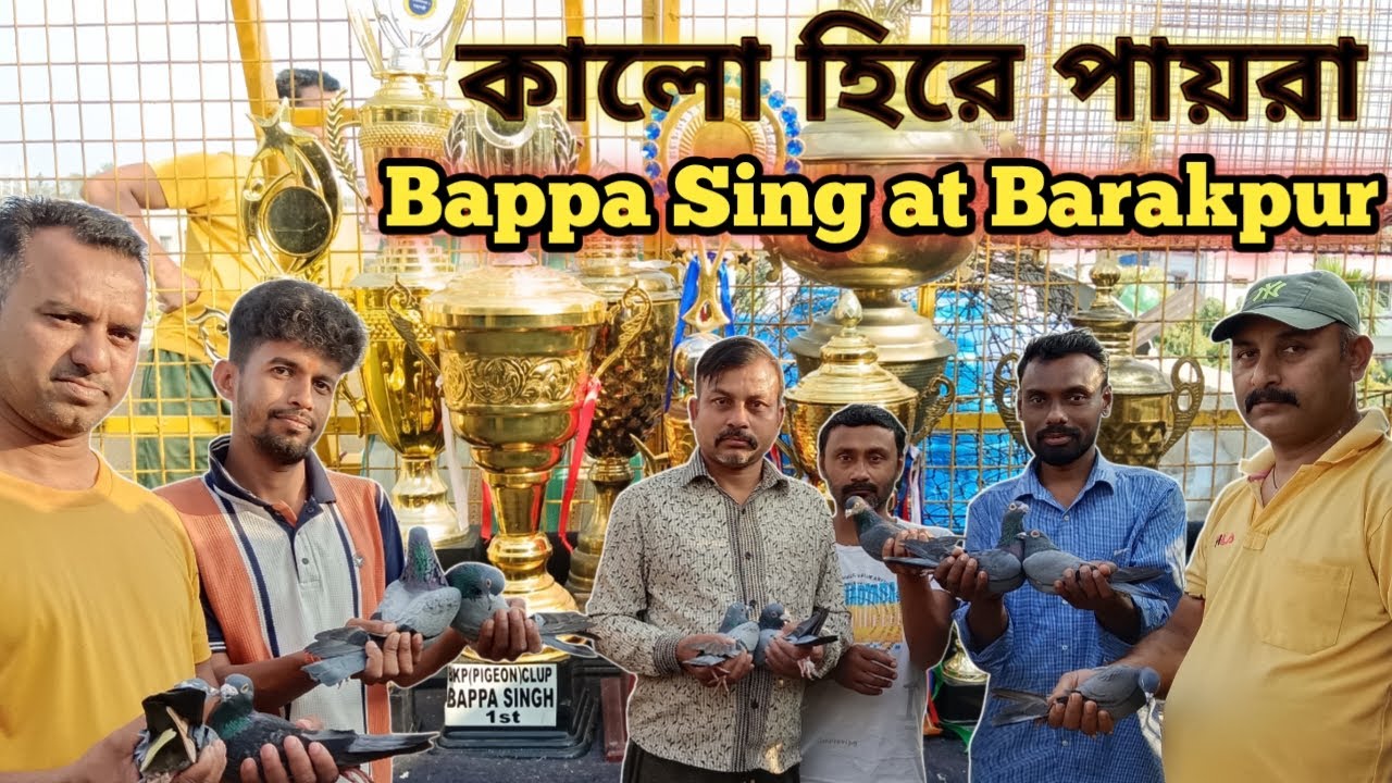 কালো হিরে পায়রা 🕊️ Bappa Sing Loft at Barakpur #sobuj_madrasi_pigeon