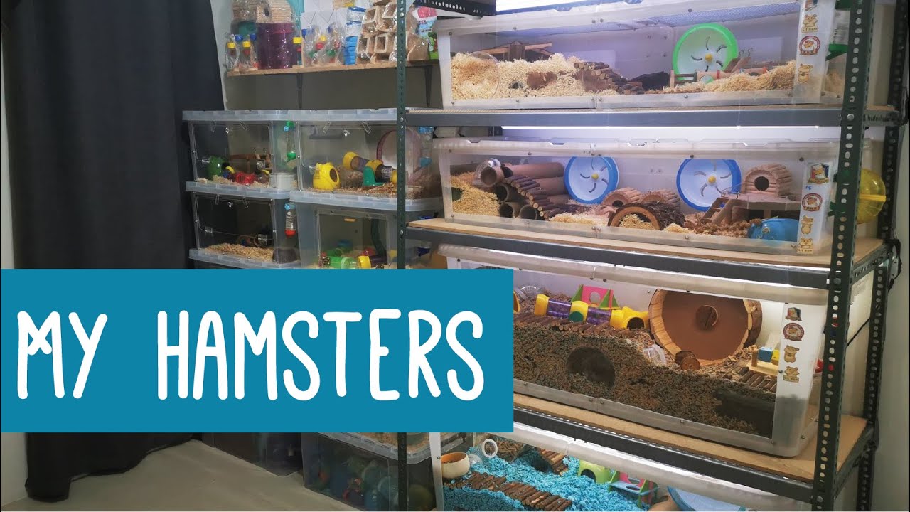 My Hamsters