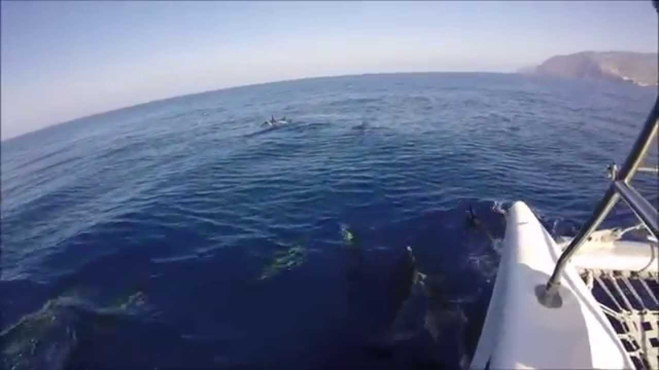 Madeira Island Dolphin And Whale Watching