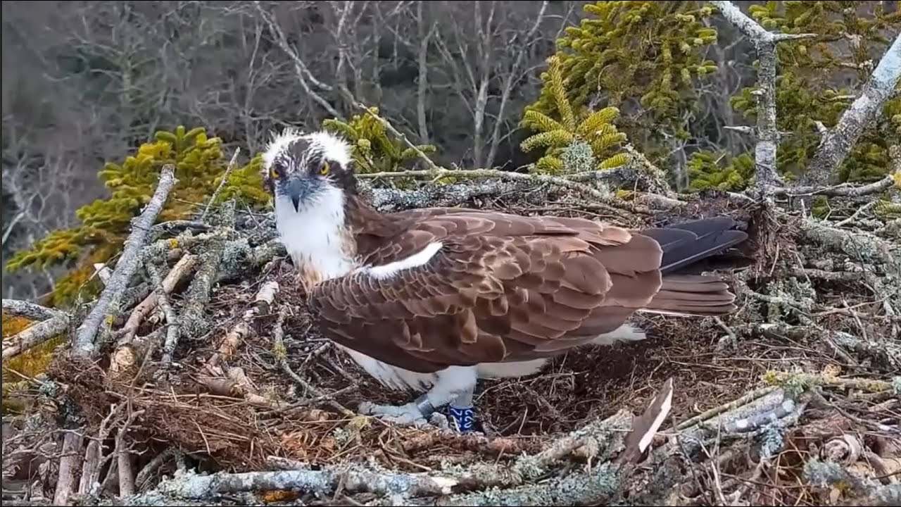 Blue 022 does nest prep and waits for CJ7 to return to Poole Harbour Osprey nest 25 Mar 2025 (zoom)