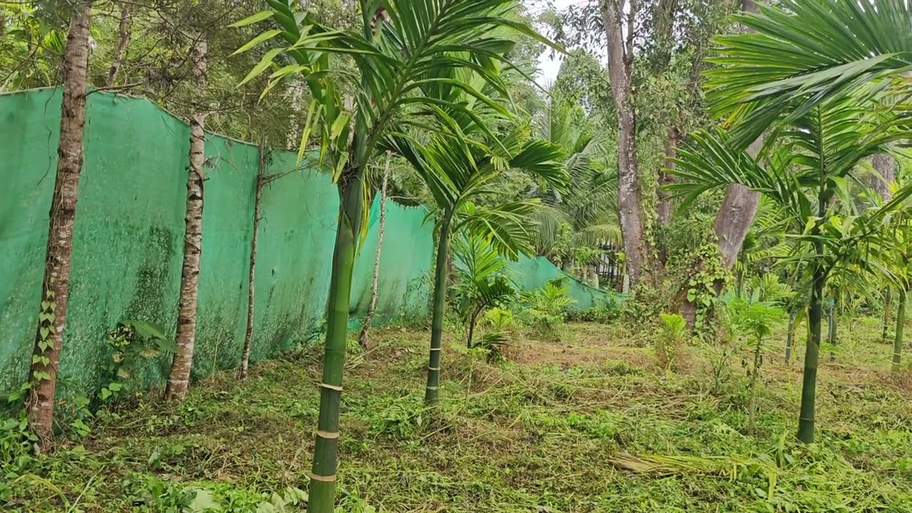 Hiregadde Krushi Farm Sept 27,2025 Arecanut 3 year 5 Months Plant
