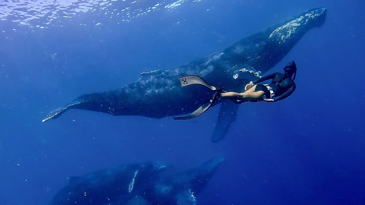 The Magic of Freediving with Humpback Whales: A Rare and Emotional Experience | The Whale Dream