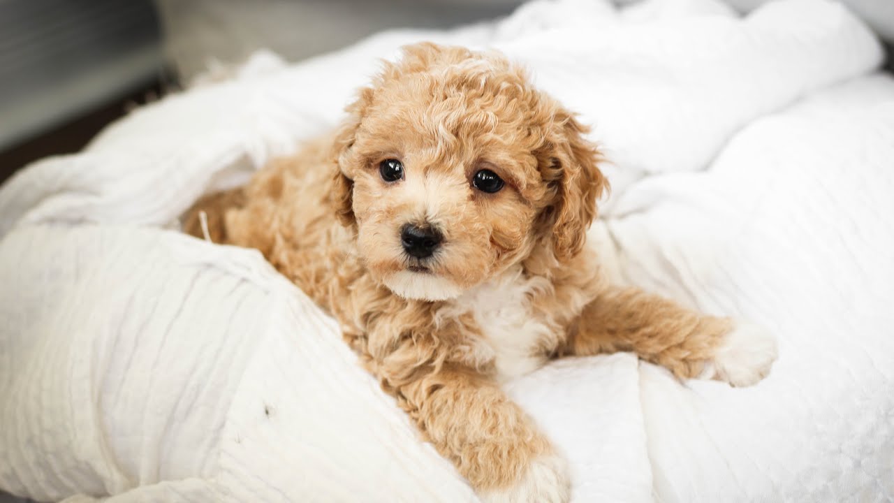Poochon Puppies at 7 weeks! Poochon, bichpoo, bichpoo puppies, bichon poodle puppies