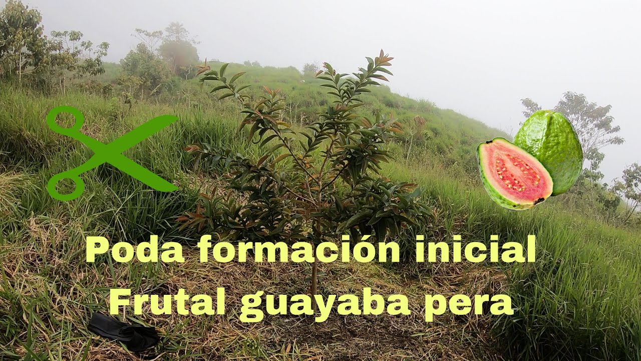 Poda formación en guayaba
