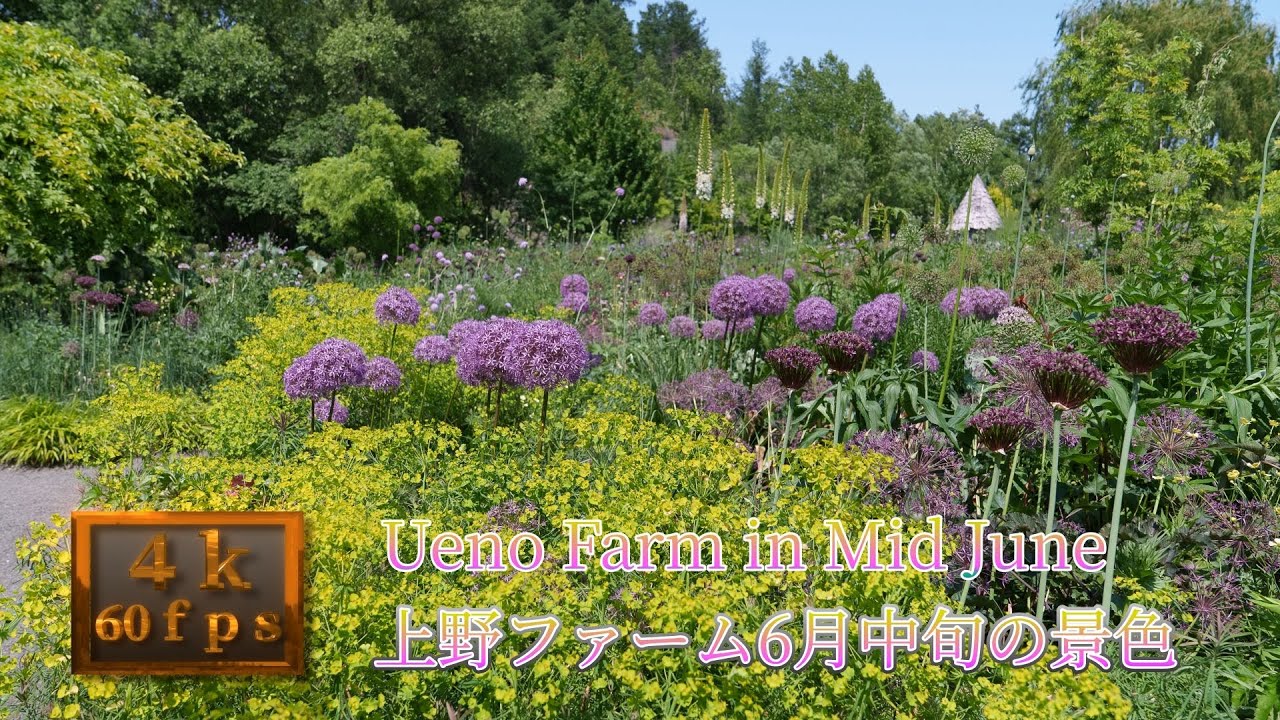 上野ファーム 2025 06中旬の景色
