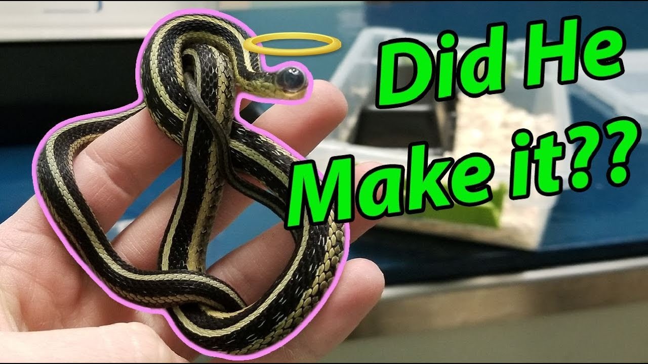 Eye Surgery for Nick the Garter Snake