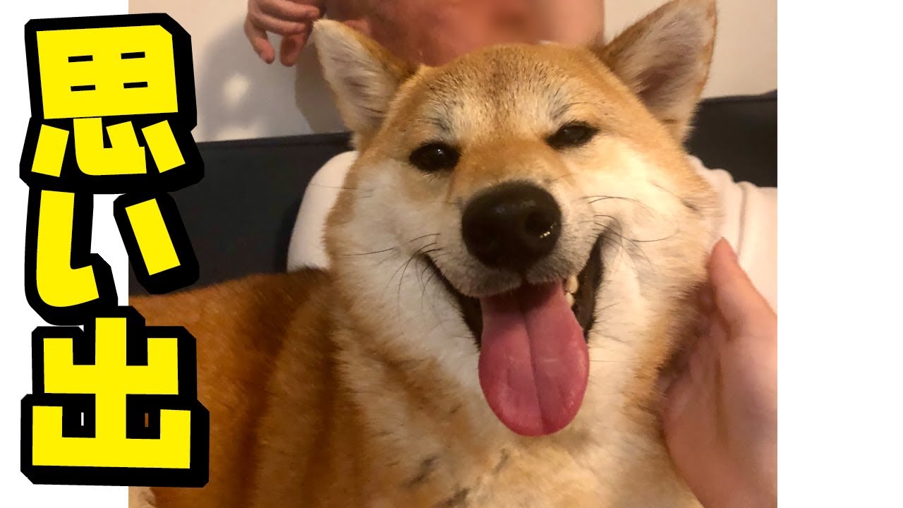 こまめがいなくなって&hellip;こまめとの思い出