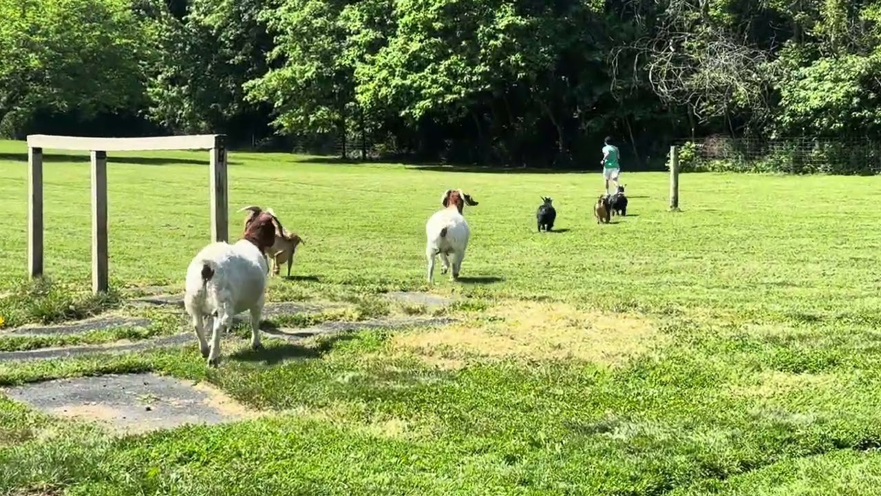 Синди бежит с козами 🐐🤣