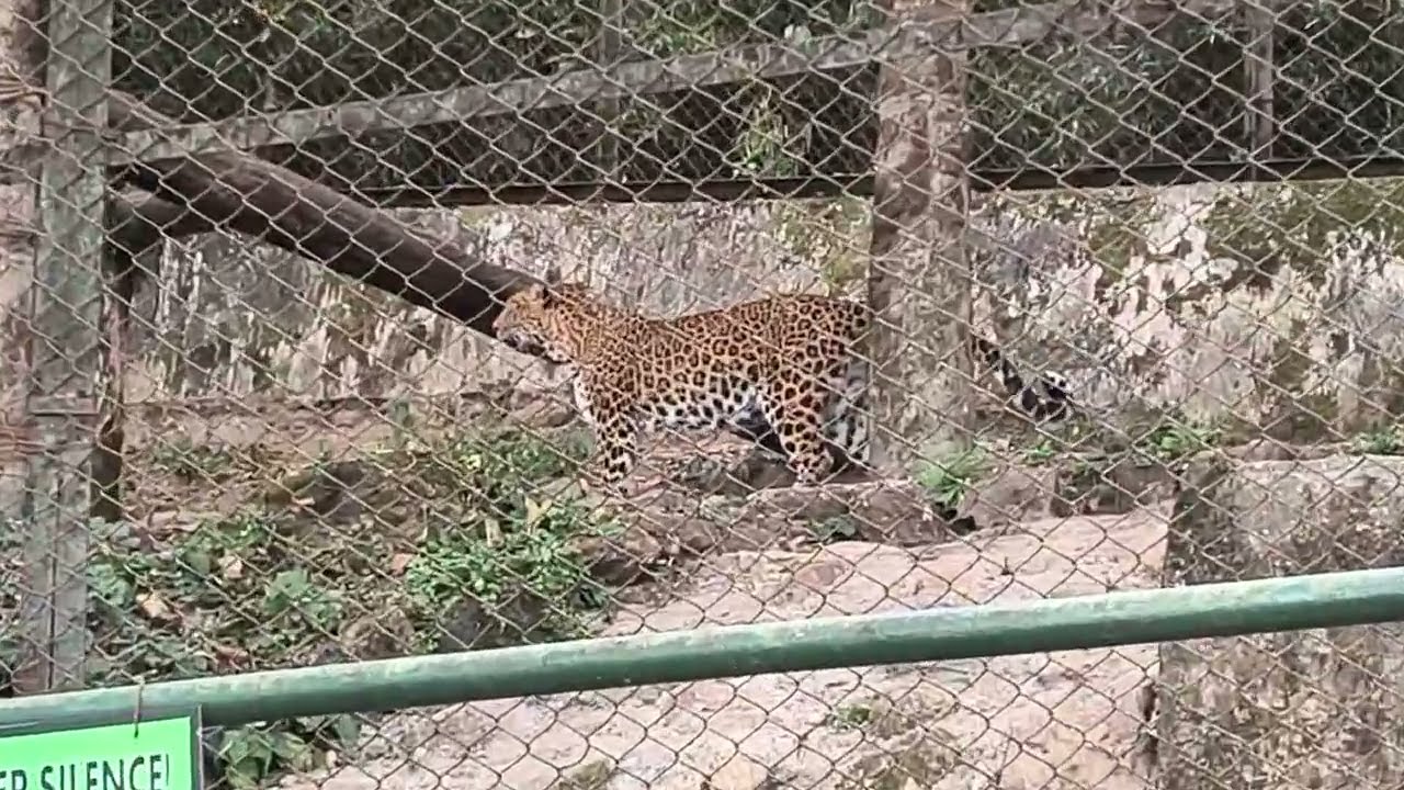 Exploring the Famous Himalayan Zoo in Darjeeling | Snow Leopard & Red Panda