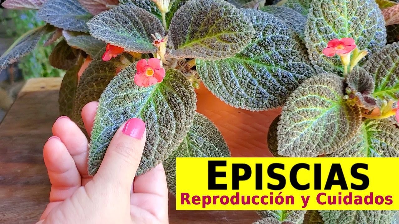 EPISCIAS Plantas - Cuidados y Reproducción de episcias