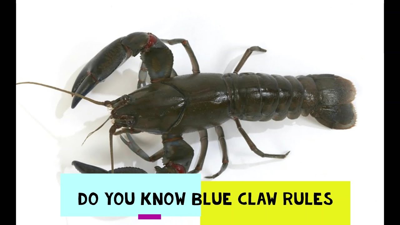 LATEST BLUE CLAW YABBIES RULES EXPLAINED CATCHING BLUE CLAW YABBIES NSW VICTORIA AND QUEENSLAND