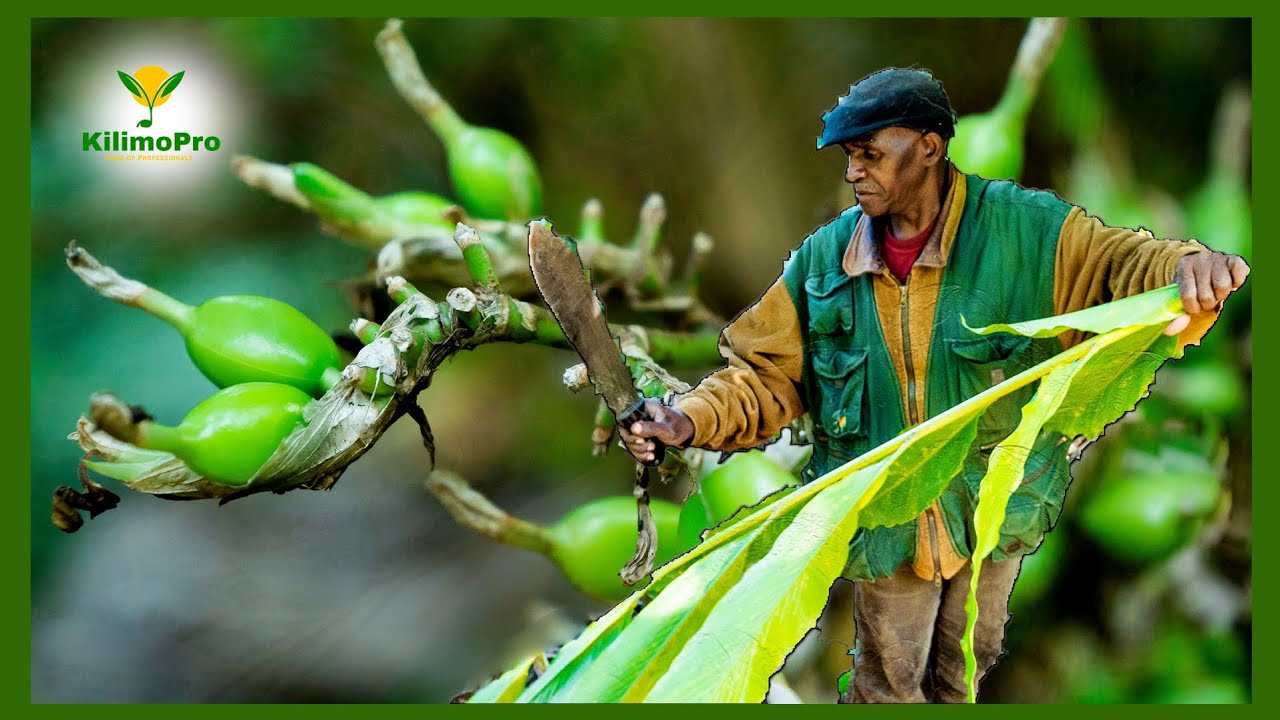 KILIMO CHA ILIKI, JIONEE SHAMBA, MICHE NA MAVUNO YAKE, HAINA MSIMU, UPATIKANAJI WAKE, WASILIANA NASI