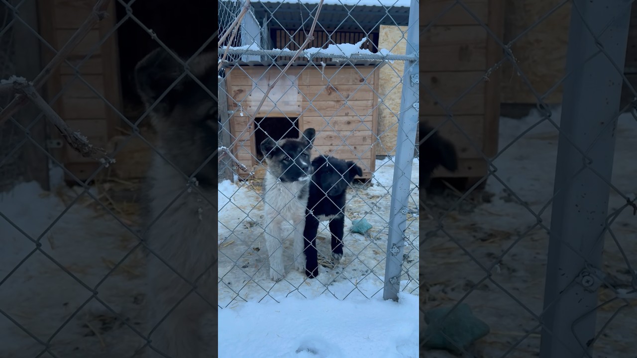 Наши четвероногие ангелы/Поможем бездомным вместе