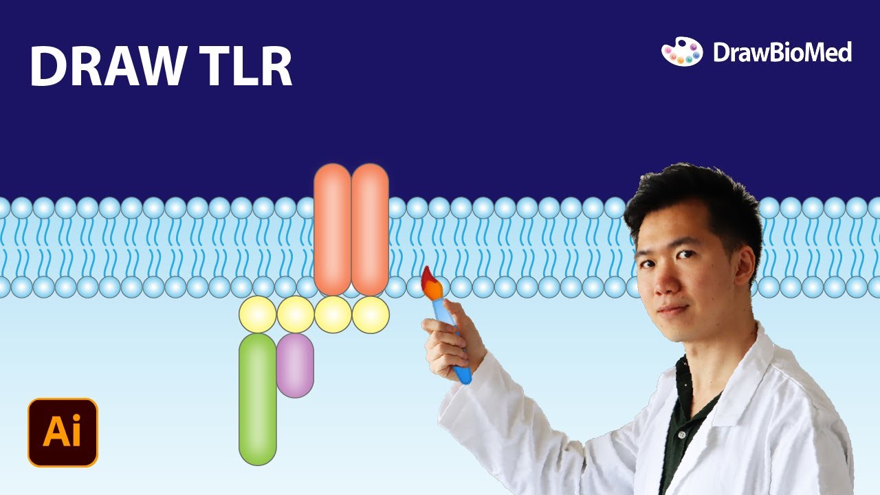 How to draw Toll-Like Receptor |  Scientific Illustration | Graphical Abstract