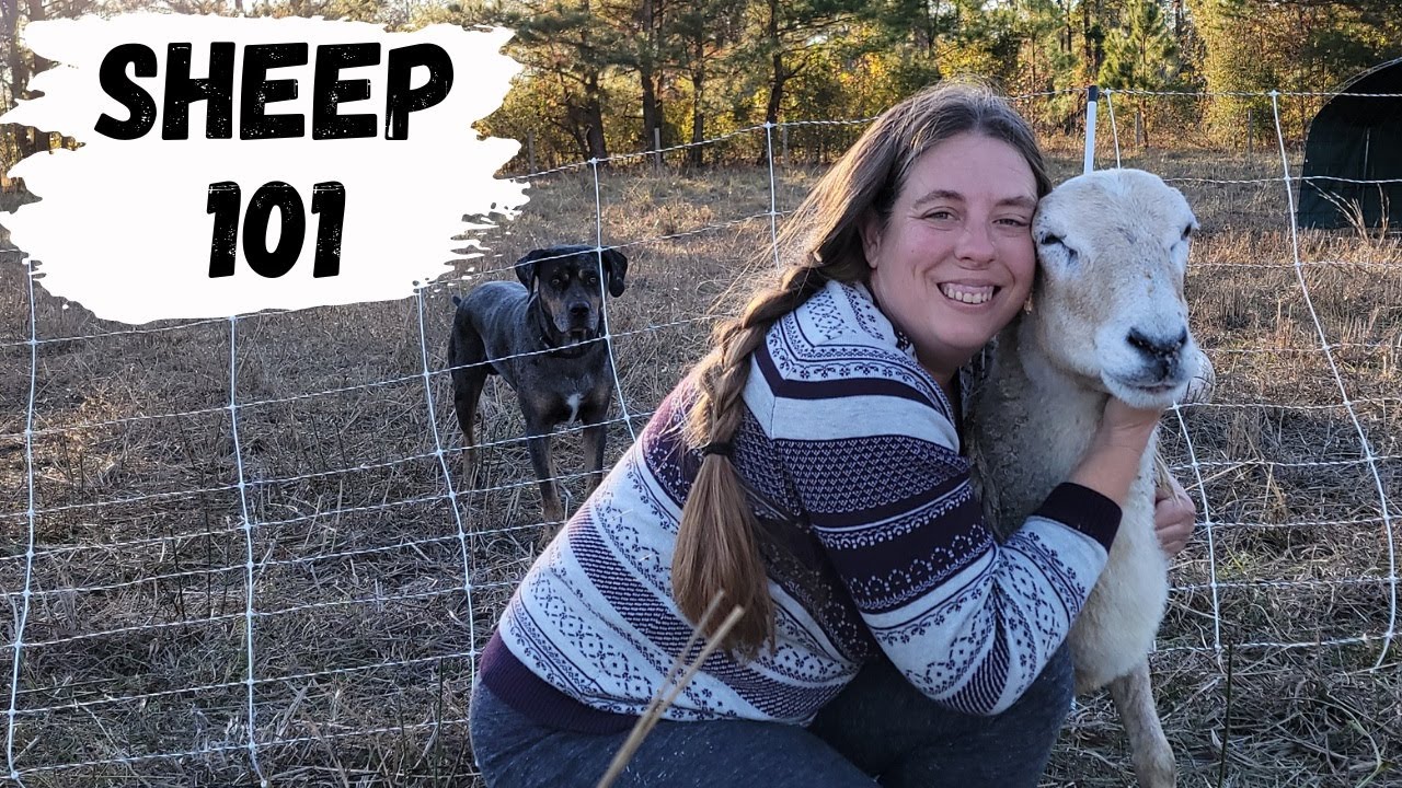 Beginner's Guide to Raising Sheep | How to Raise Your Own Lamb