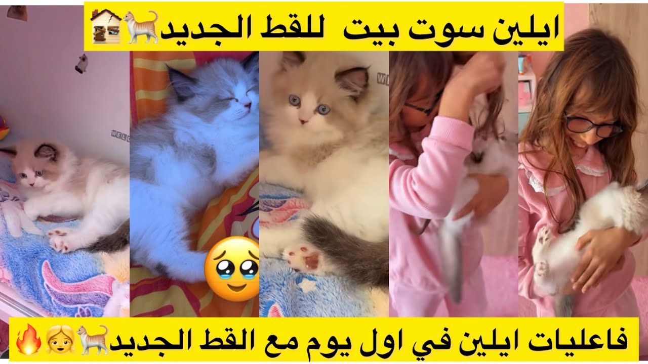 ايلين سوت بيت  للقط الجديد🐈🏚️ فاعليات ايلين في اول يوم مع القط الجديد🐈👧🔥 