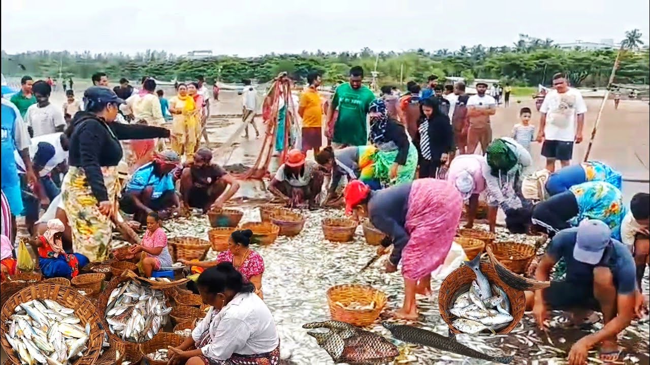 Bumper Fish Catch Today At Caranzalem Beach!
