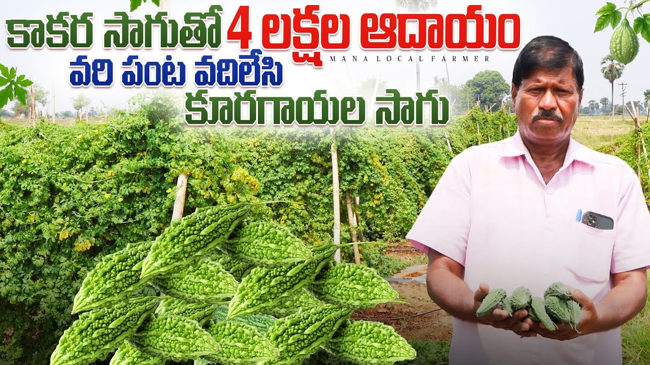 మొద‌టి సారి కాక‌ర సాగు | Bitter gourd farming telugu @manalocalfarmer