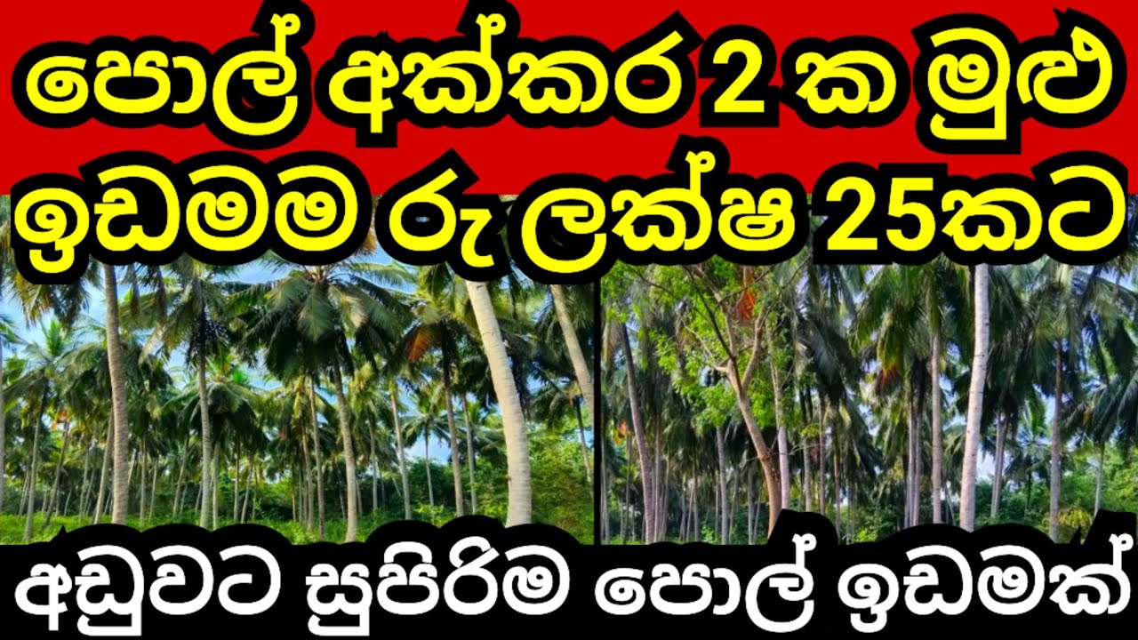සාරවත් පොල් අක්කර 2 ම ලක්ෂ 25 කට | Pol idam | Coconut land | Agriculture land | Aduwata idam | Land