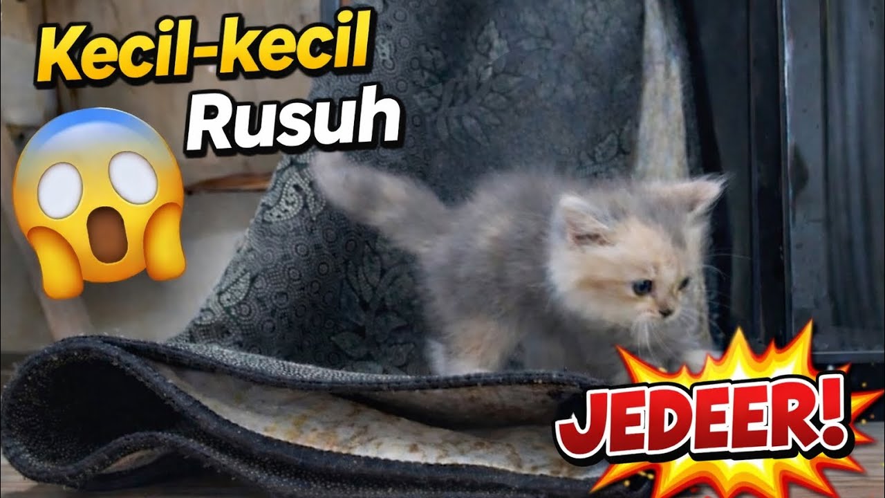 Kecil-Kecil Rusuh 😹 | Tingkah ulet bulu Bikin Kaget 🐱| Asmr | Asmr kucing