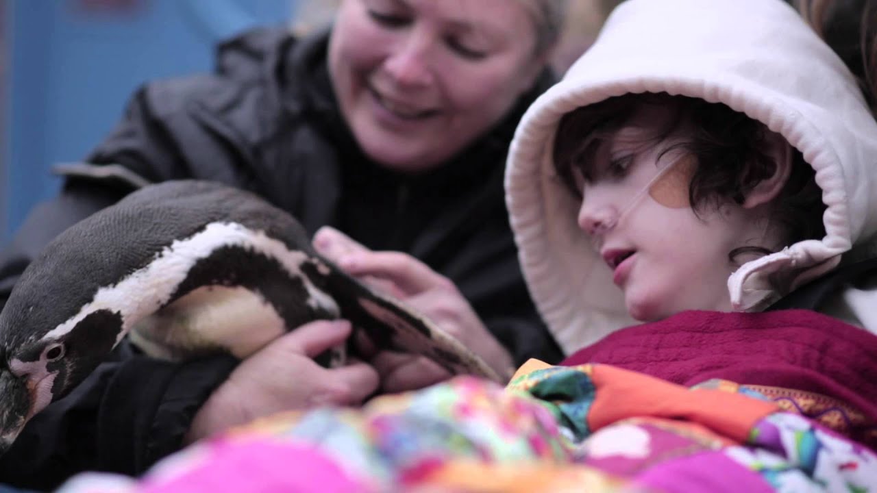 Penguins visit a hospice to make a wish come true