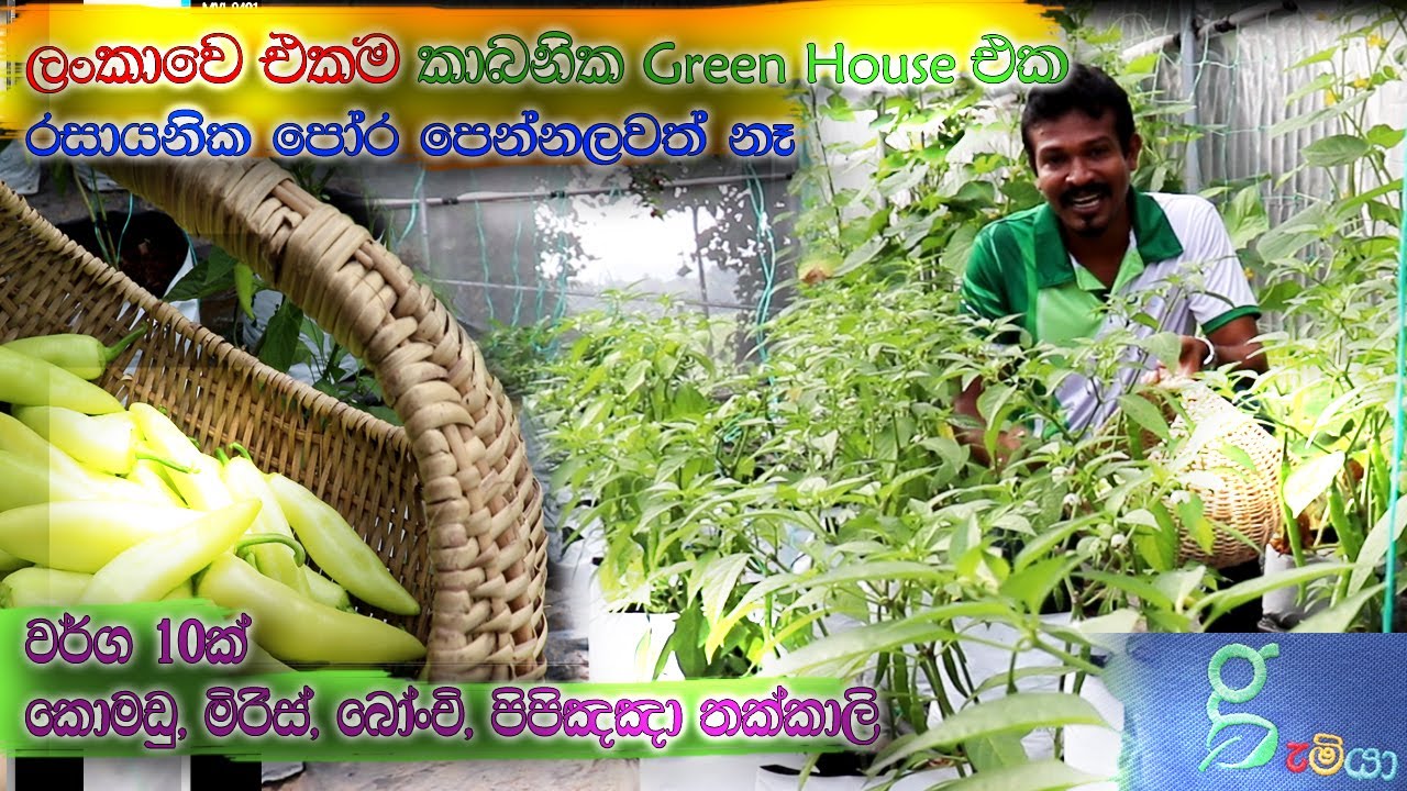 කොච්චර වැස්සත් පලදාව අඩු නොවෙන සල්ලි මවන ලංකාවෙ එකම කාබනික පොලිටනල් එක. 0719775775