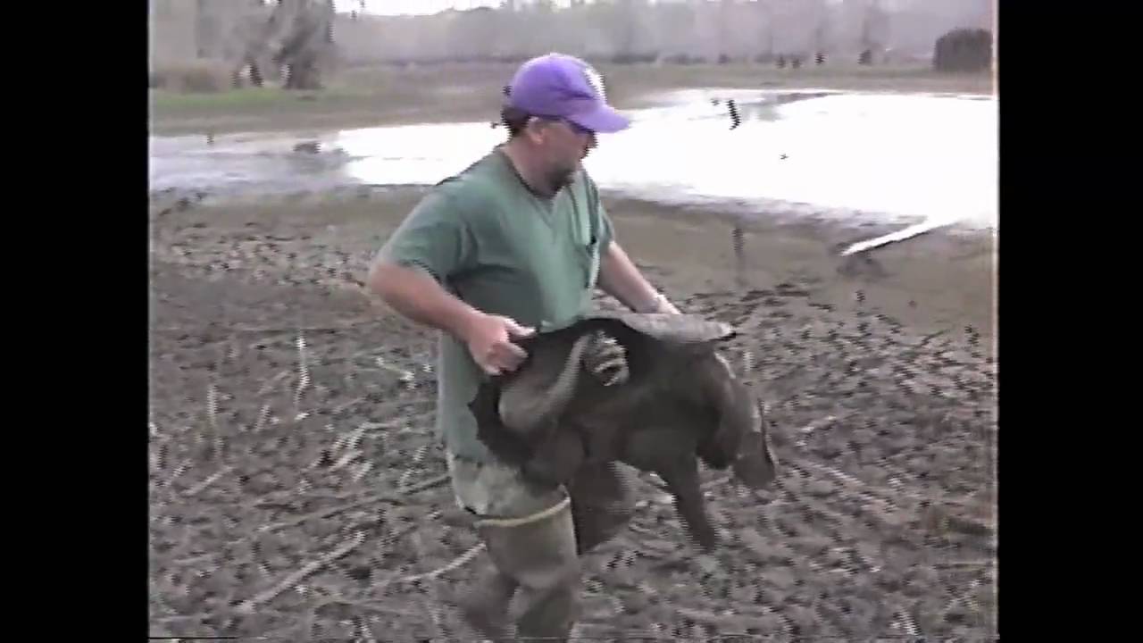 Digging for Alligator Snapping Turtles