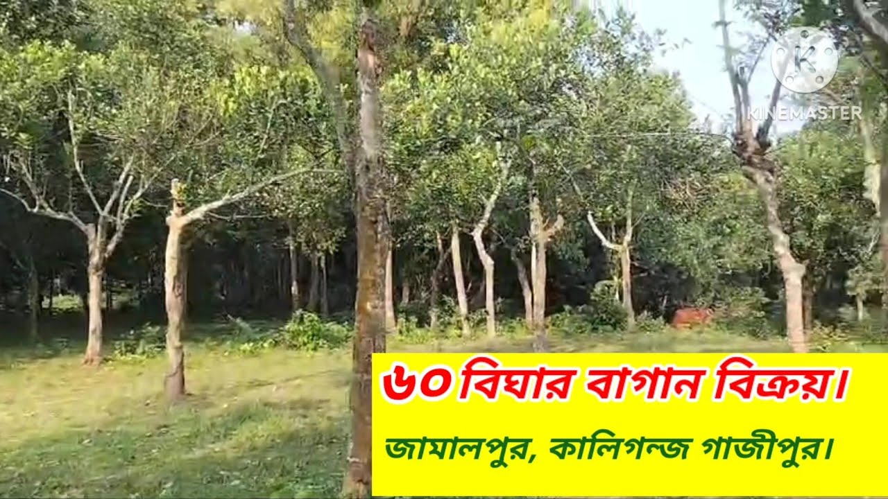 ৬০ বিঘা উচু জমি বিক্রয়।। কালিগন্জ। জামালপুর।গাজীপুর#Asset seller#Land sale gazipur#Land news gazipur