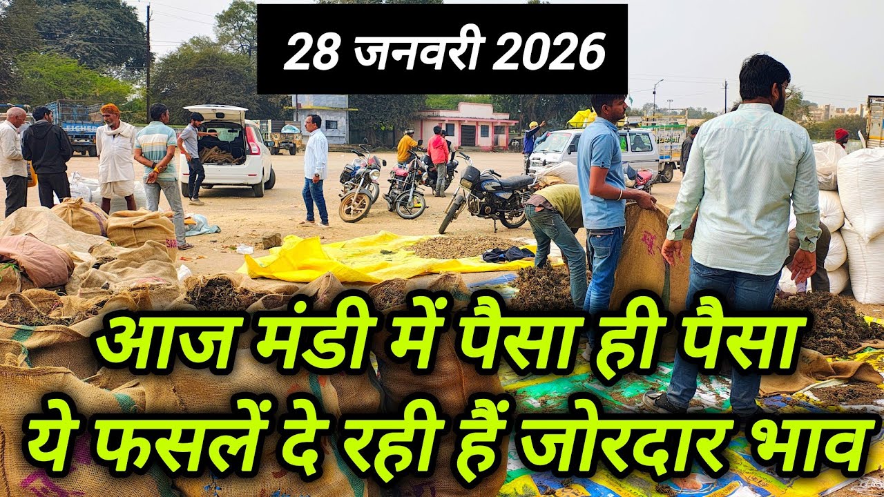 यह औषधि फसल बन रही किसने की सबसे पहली पसंद 🤯🤯 ।। औषधि मंडी नीमच ।। Ashish Dhakad ।। Neemuch Mandi 