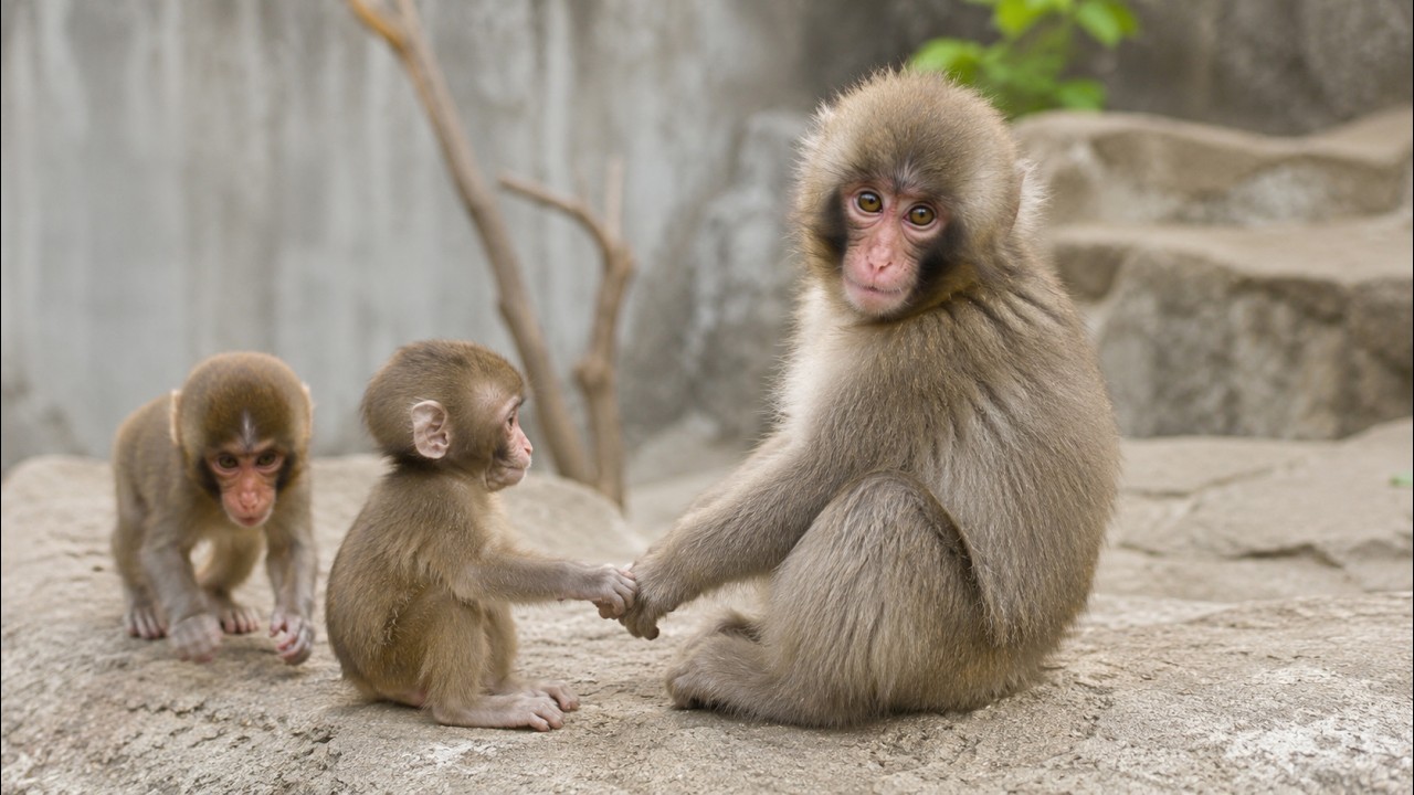 Обезьянка Панч слишком милая с малышами-обезьянками 🐒❤️