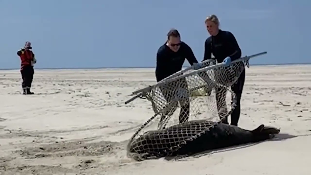Grijze zeehond verlost van vishaken I Ecomare Texel