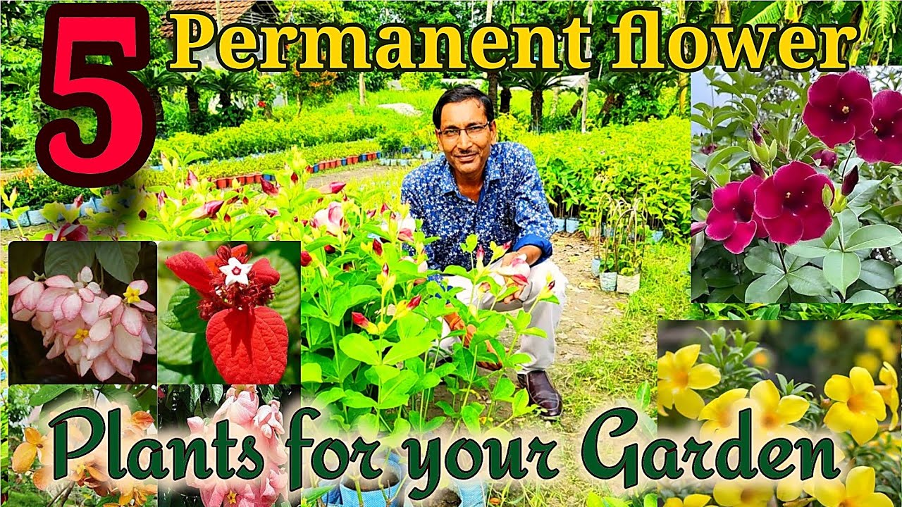 5 Permanent Flower Plants You Must Grow at Home 