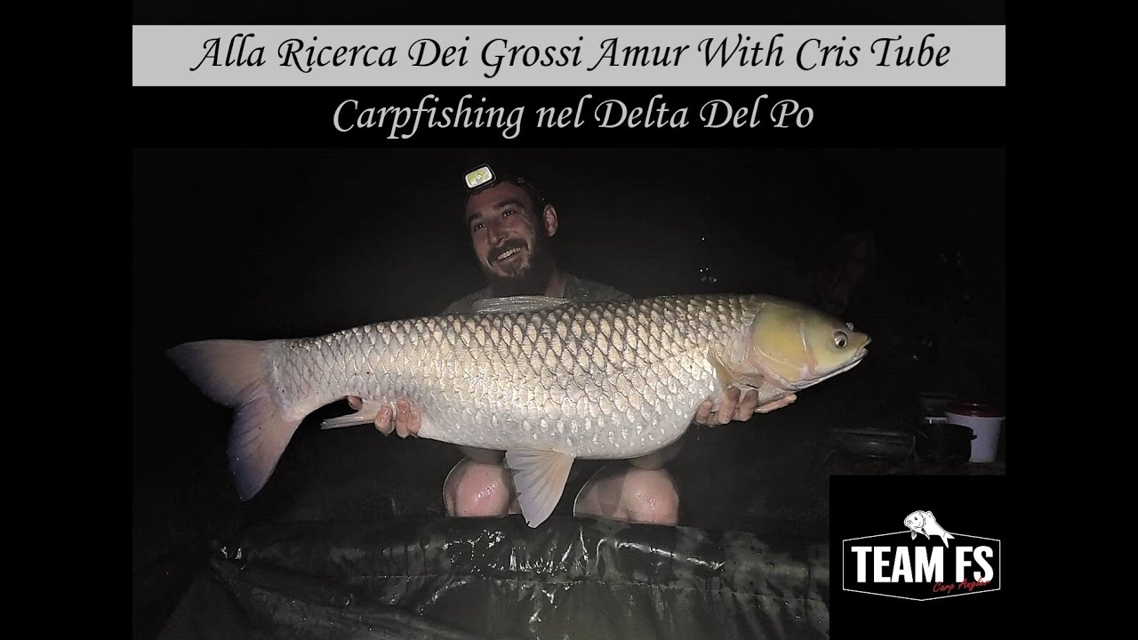 Carpfishing in Canale (Alla Ricerca dei Grossi Amur With Cris Tube) FullHD