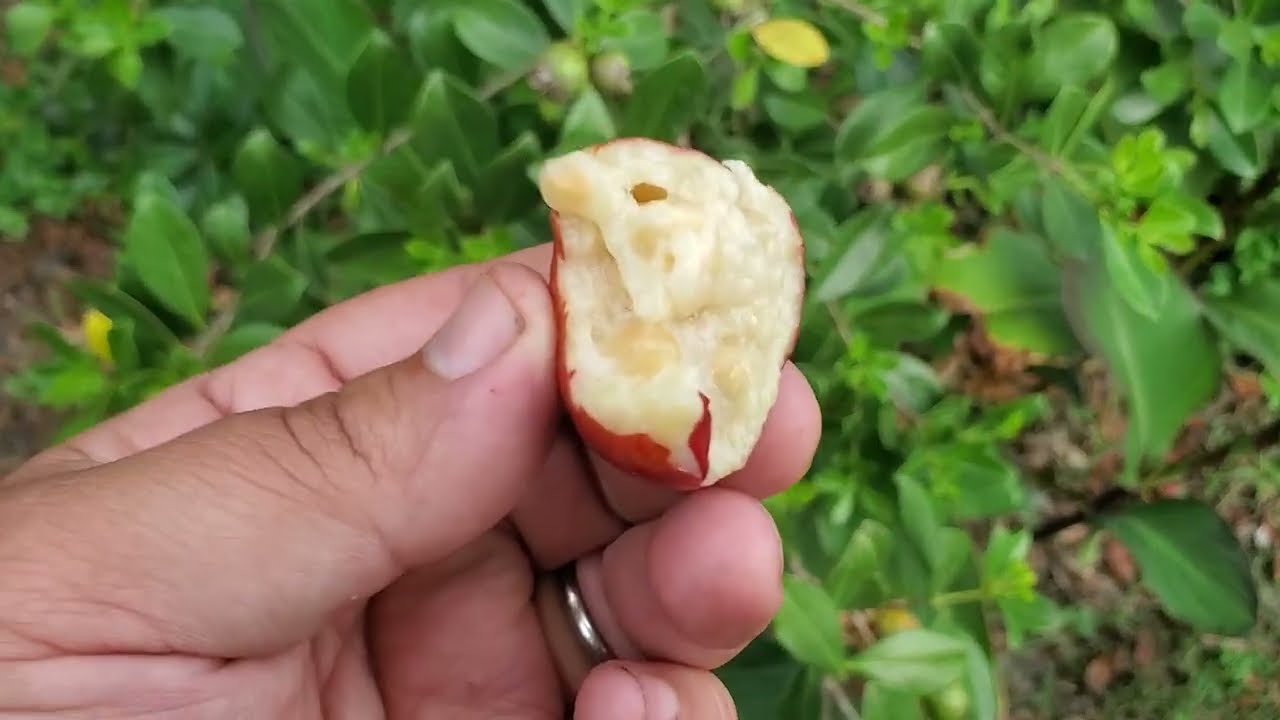 Strawberry guava! The BEST! Tasting Strawberry that isn't... An easy to grow subtropical fruit tree