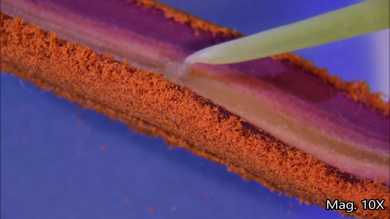 Flower Anatomy Under the Microscope