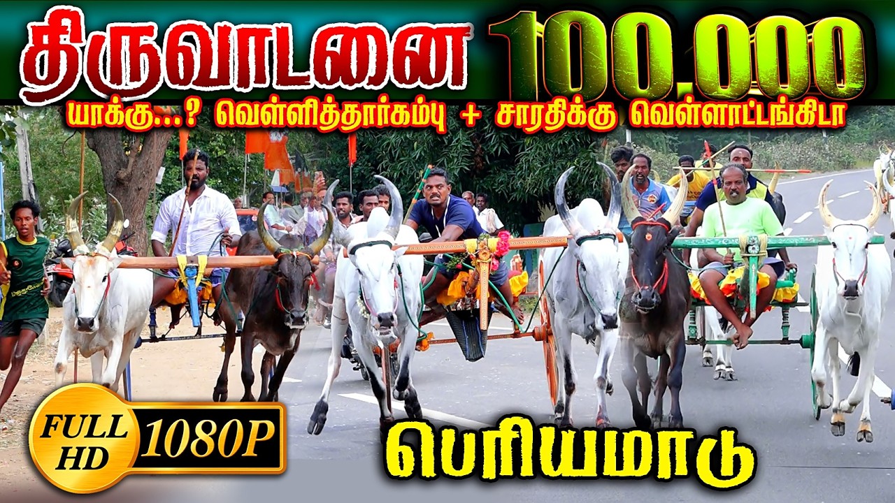 திருவாடனை பெரியமாடு (21.02.2026)  ஒருலட்சம் பந்தயம்