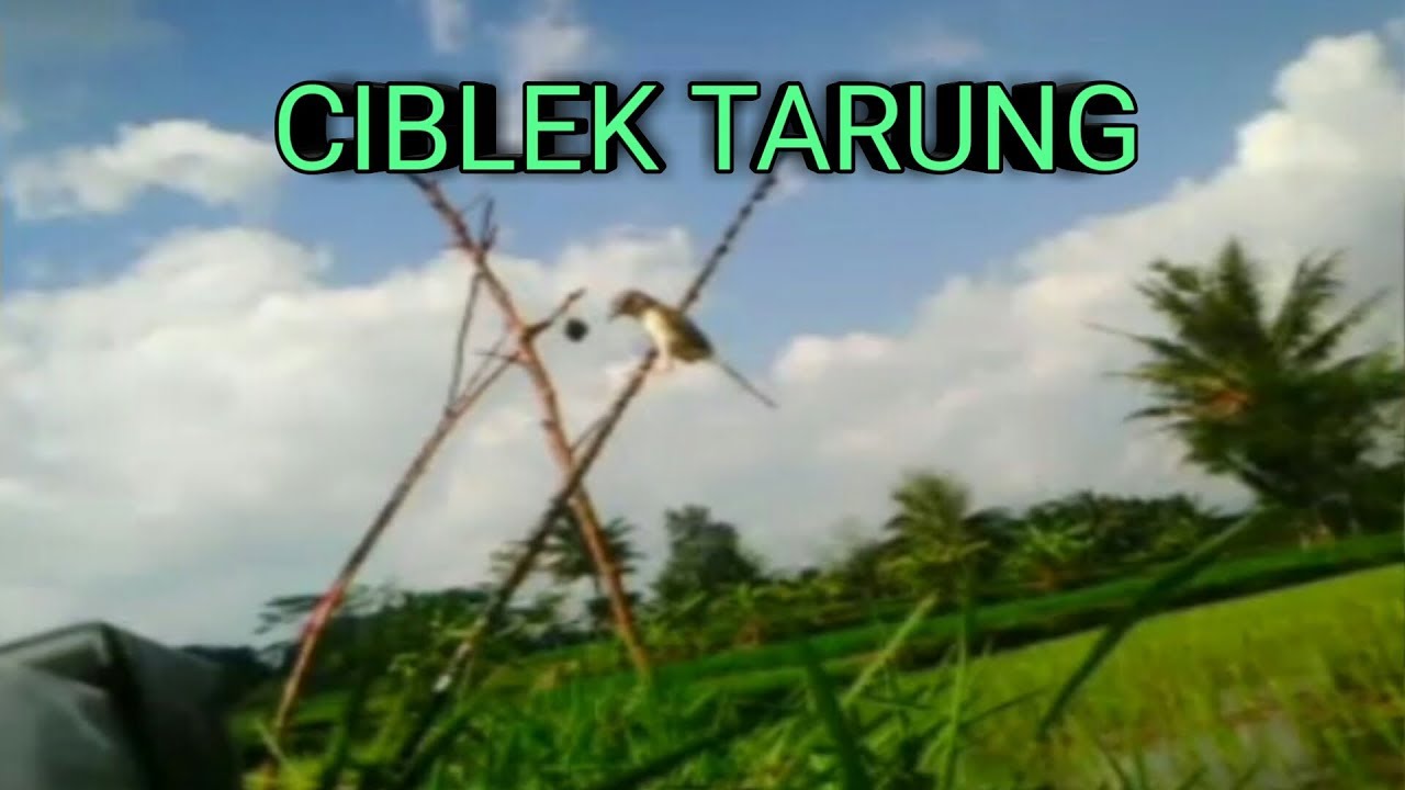 Mikat Ciblek Padi