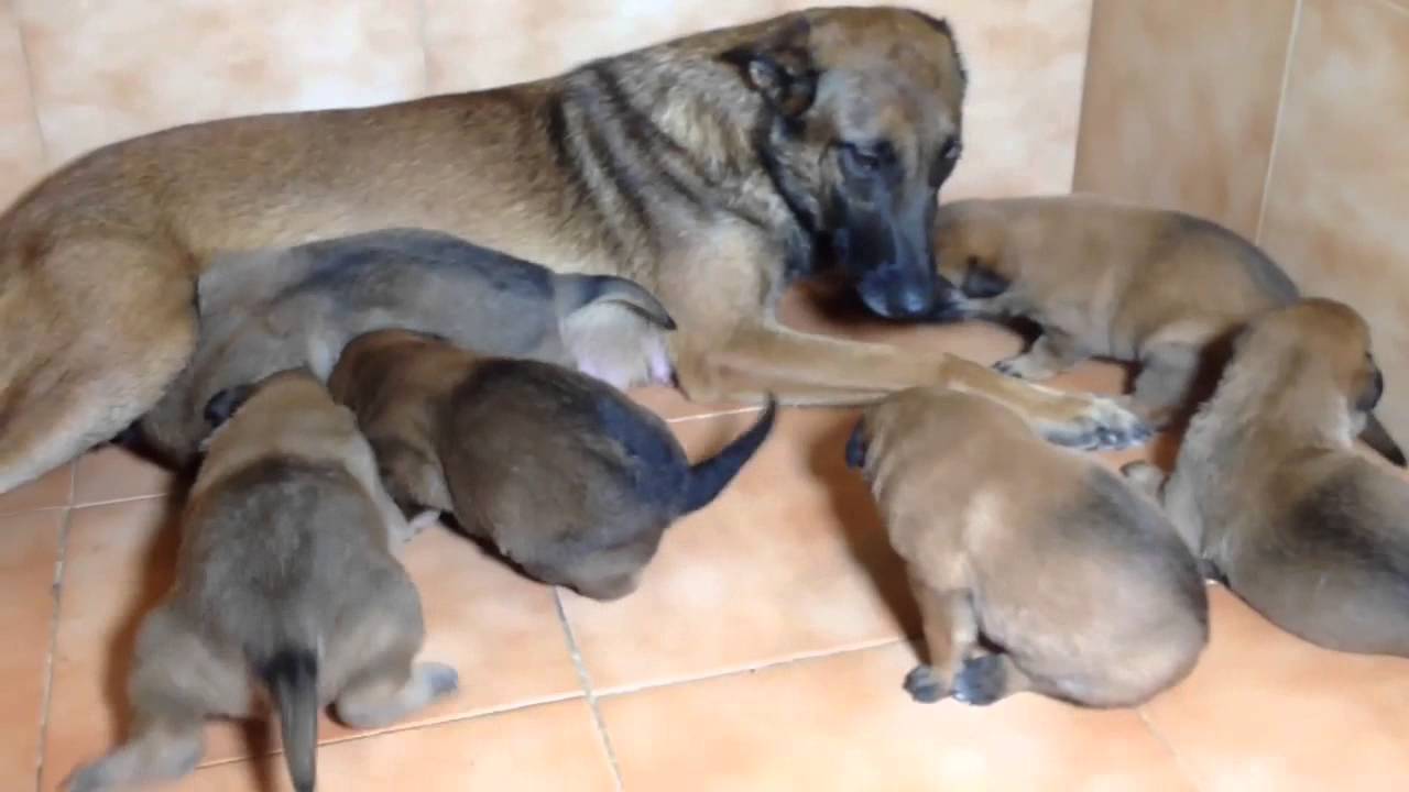 chiot de malinois de GINGER: ils ont 2 semaines et 5 jours