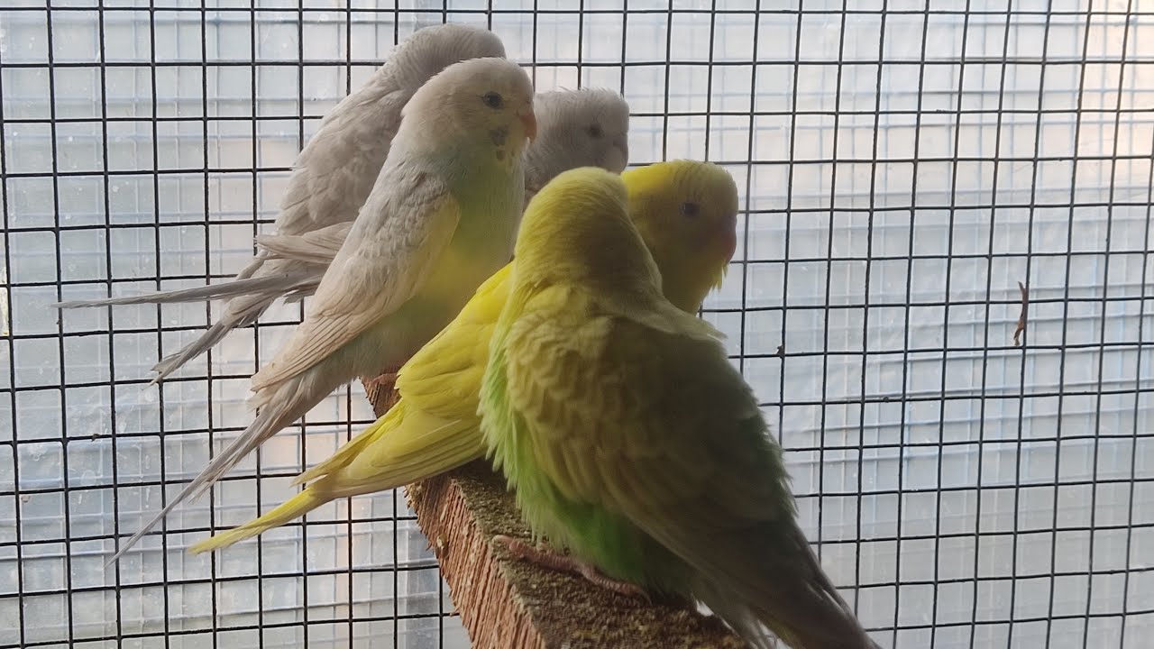 Amazing Budgie Bird