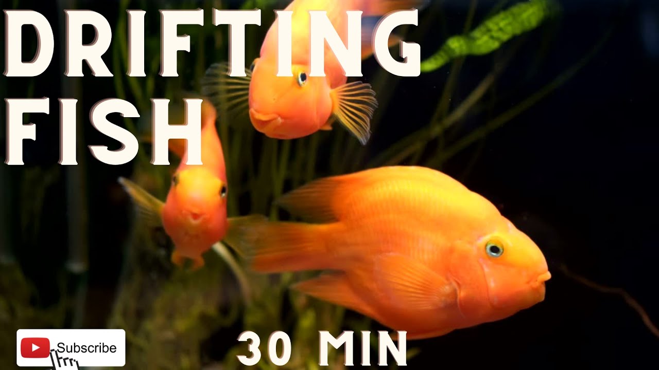 Drifting Fish | 30 Min