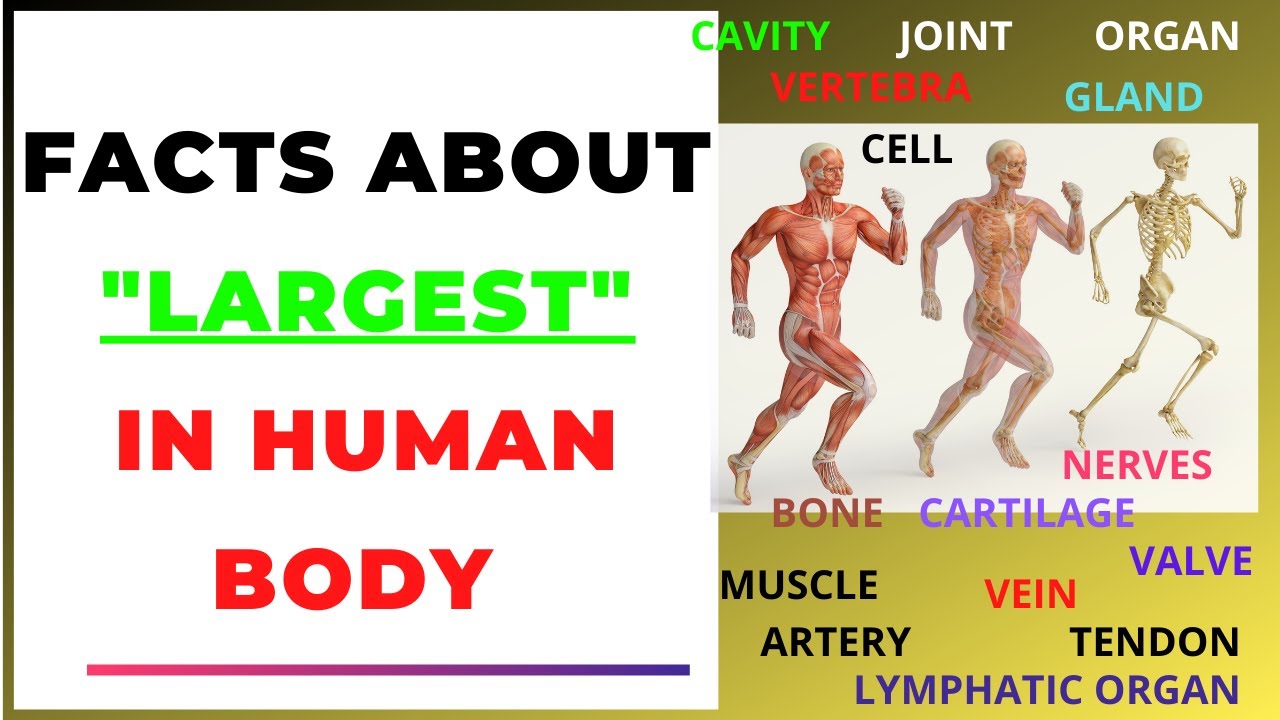 Largest in Human Body|Organs|Parts|Bones|Facts Anatomy of Human Body |One question for Nursing exam