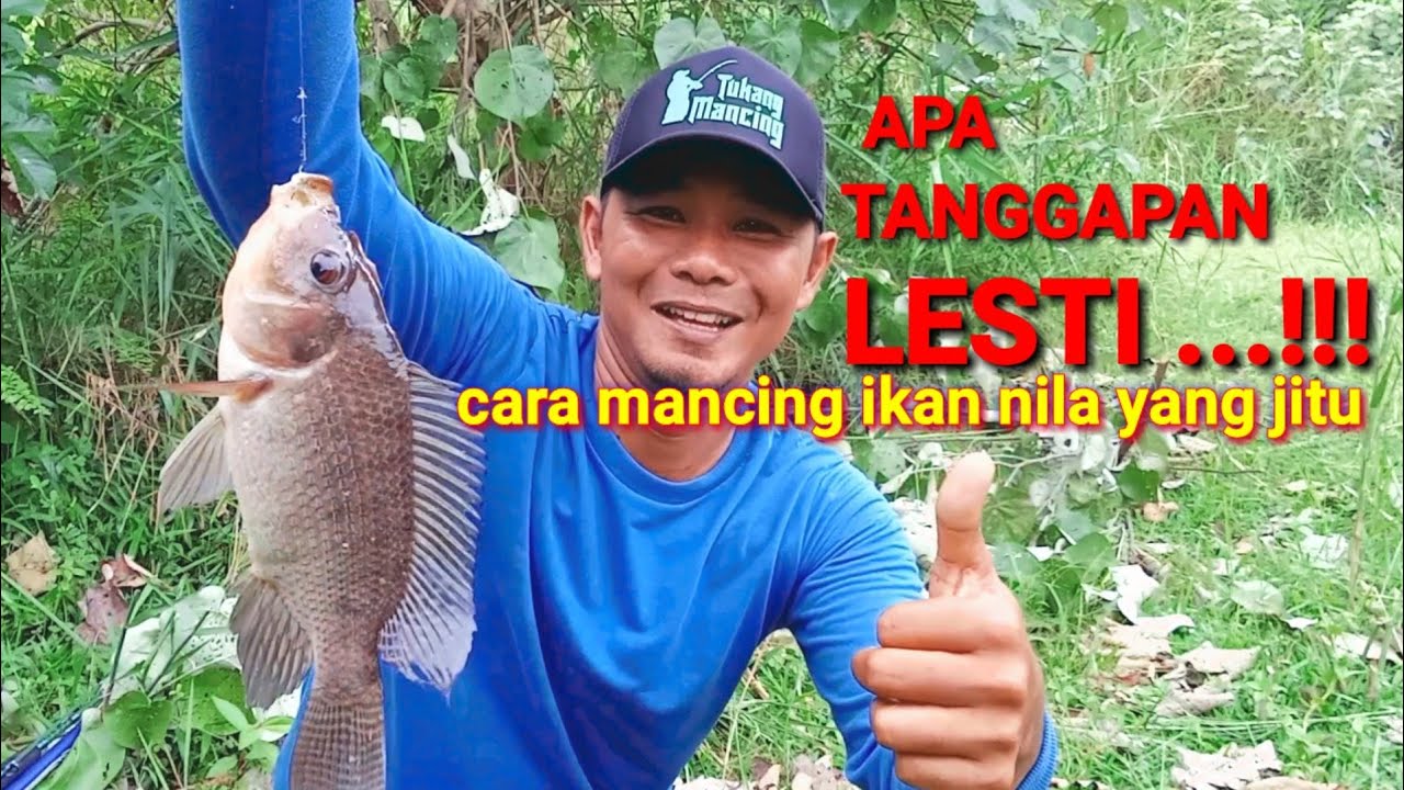 CARA CEPAT DAN TEHNIK YANG JITU MANCING IKAN NILA